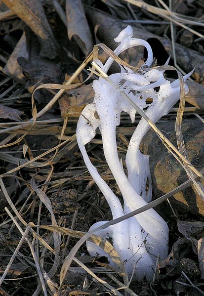frost_flower_ozarks_01