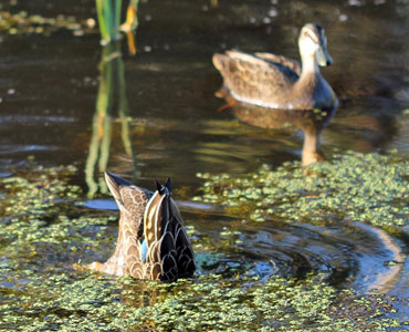 Pacific_Black_Ducks