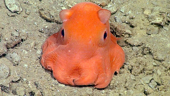 cute-octopus