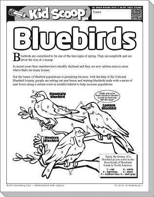 de-bluebirds