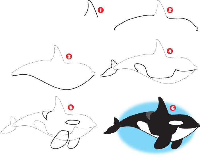 How to Draw a Killer Whale | Kid Scoop