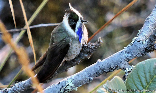 hummingbeard