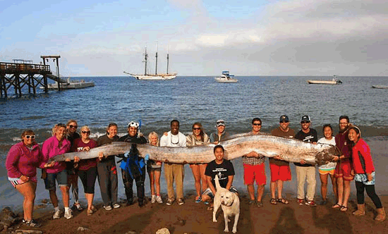 oarfish